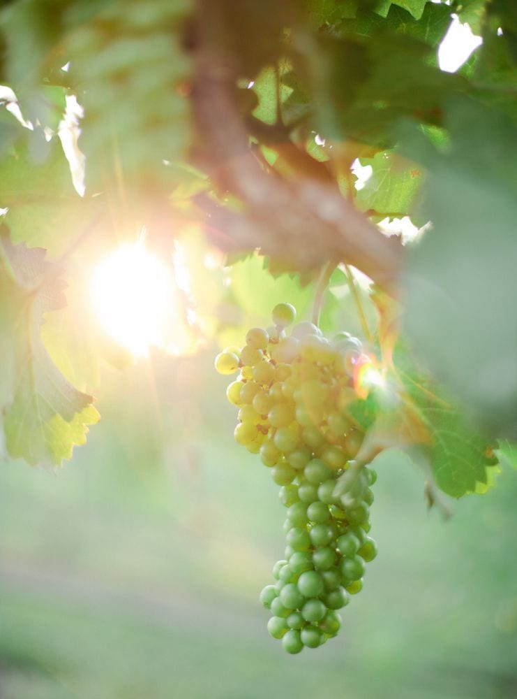 grapes with sun Potomac Point Winery