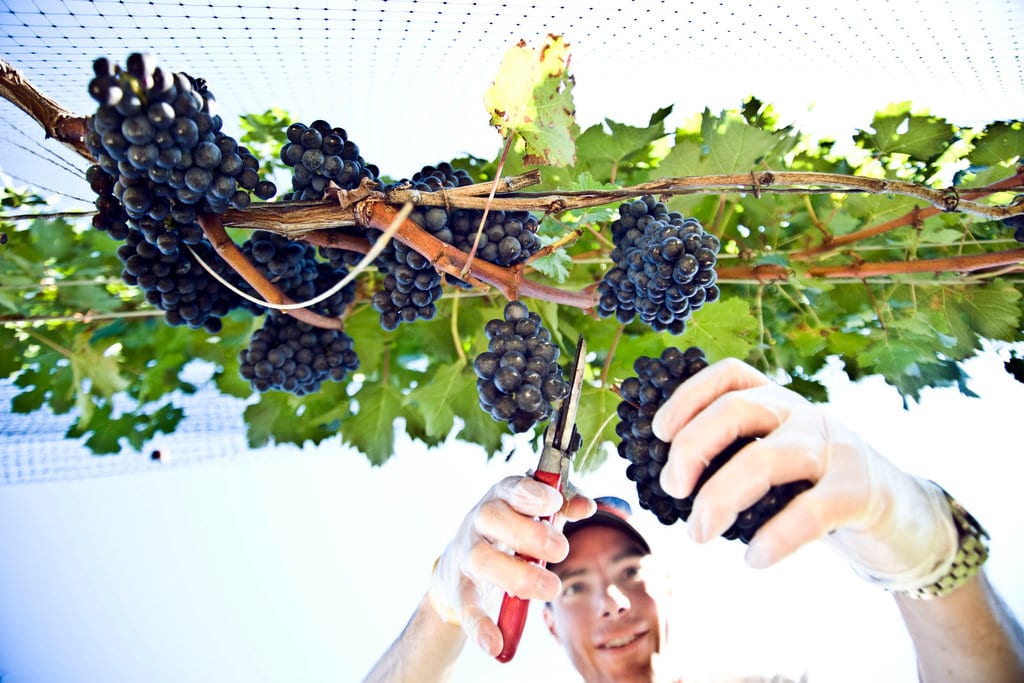 cuttingdowngrape Potomac Point Winery