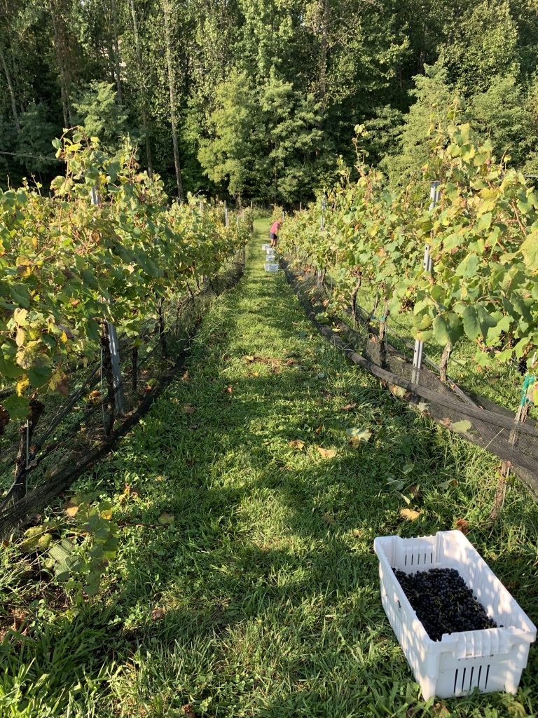 grape bins Potomac Point Winery