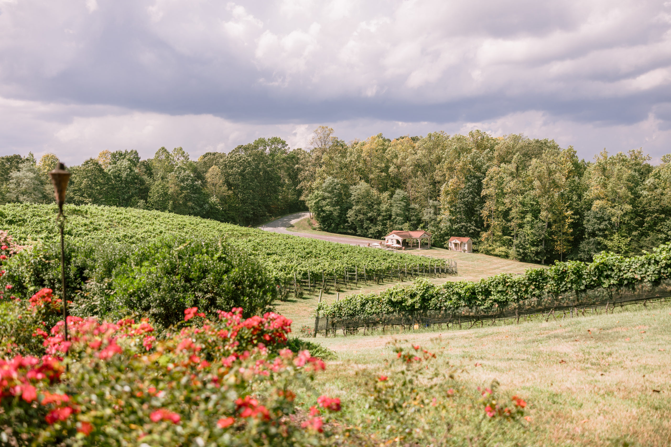 Potomac Point Winery vineyard views