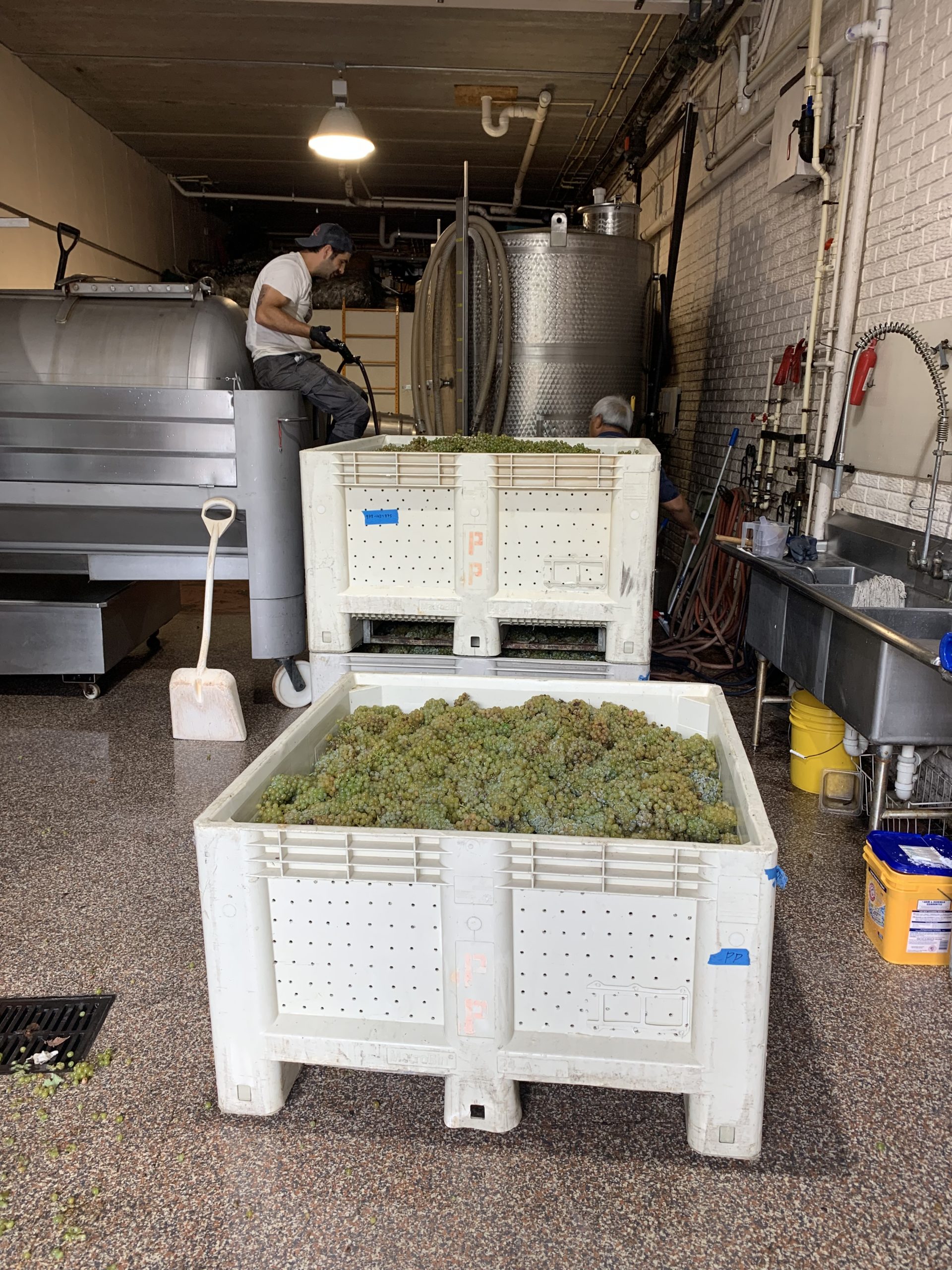 Cellar Grapes
